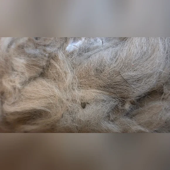 One Pound Of Unprocessed Alpaca Fiber In Brown And Cream Colors - Picture 8 of 8